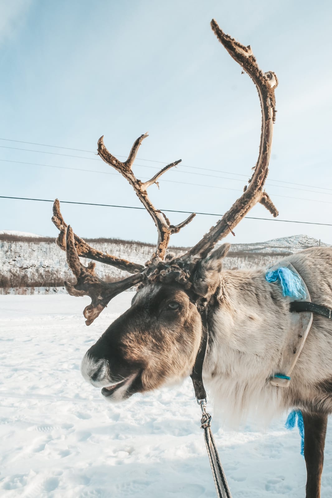 Die Sami und der Mythos von Rudolph