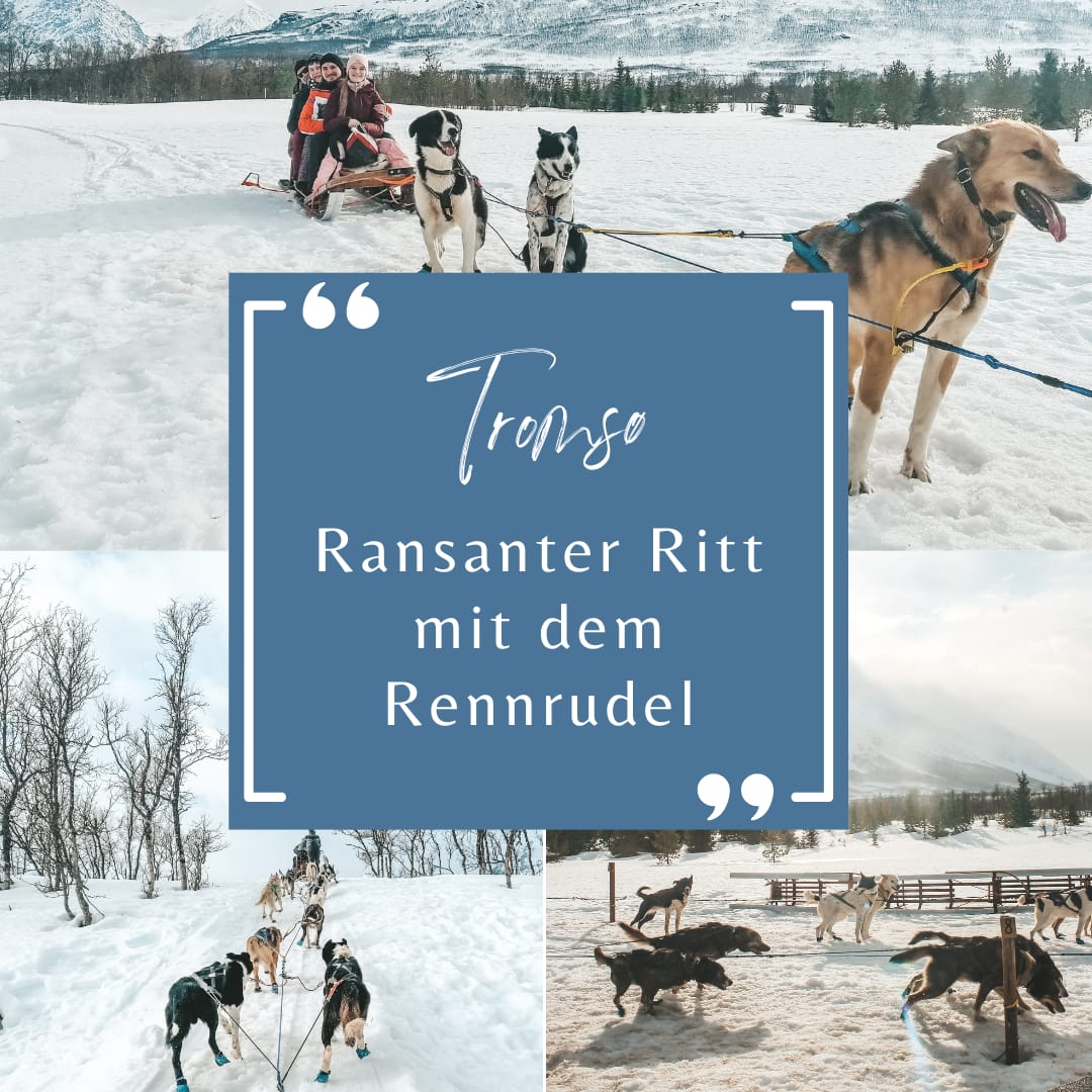 Rasanter Ritt mit dem Rennrudel in Tromsø